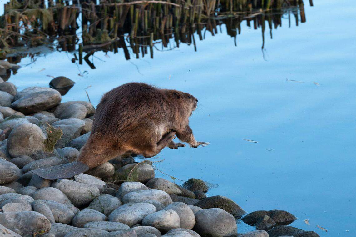 A beaver leaps into the water at Tanzanite Community Park after being rehabilitated and released due to a diesel spill.