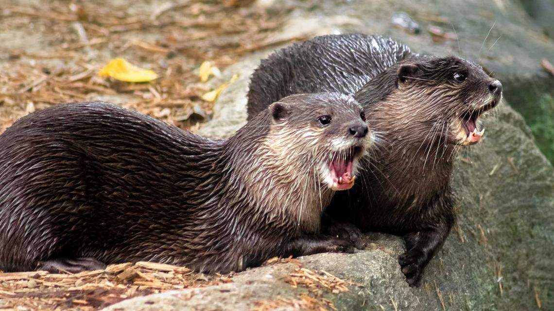 Northern California man recounts ‘life or death’ bite attack by river otters near Lake Tahoe