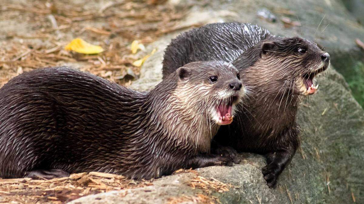 Officials are warning the public to stay away from river otters living in Northern California waterways following the attack of a San Francisco man who was bitten while swimming in the Sierra Nevada this summer.