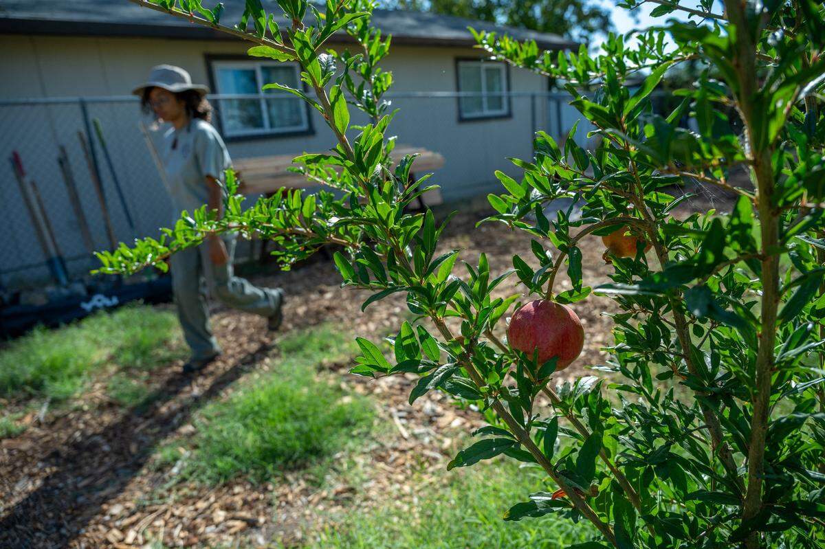 Atlas Jackson with the Sacramento Sustainability Academy walks past a pomegranate tree at Safe Harbor community garden on Friday, Oct.11, 2024 in Del Paso Heights. Workers were helping unload materials to build a shed at the garden that supplies fruits, vegetables and flowers to a tiny home community that was created by Robin Moore, next door, as an emergency shelter for the homeless.