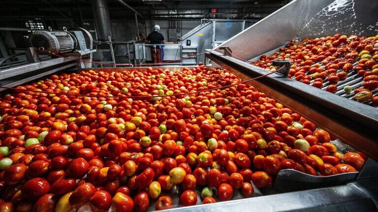 Modern miracle from the Sacramento Valley feeds the world. It’s horribly overlooked | Opinion