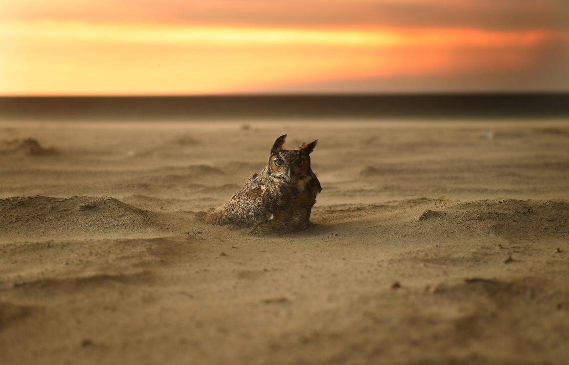 An owl sits on the beach in Malibu as the Woolsey fire approaches on Friday, Nov. 9, 2018. (Wally Skalij/Los Angeles Times/TNS)