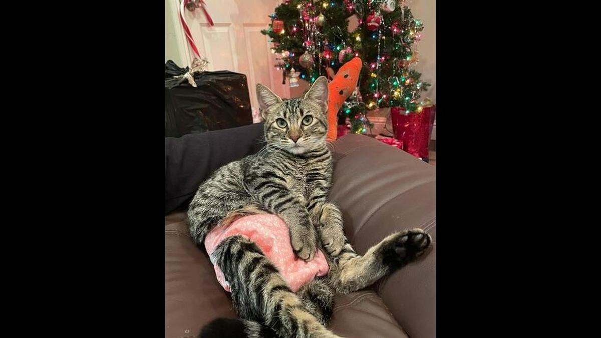 Hope is a cat in foster care who is up for adoption.
