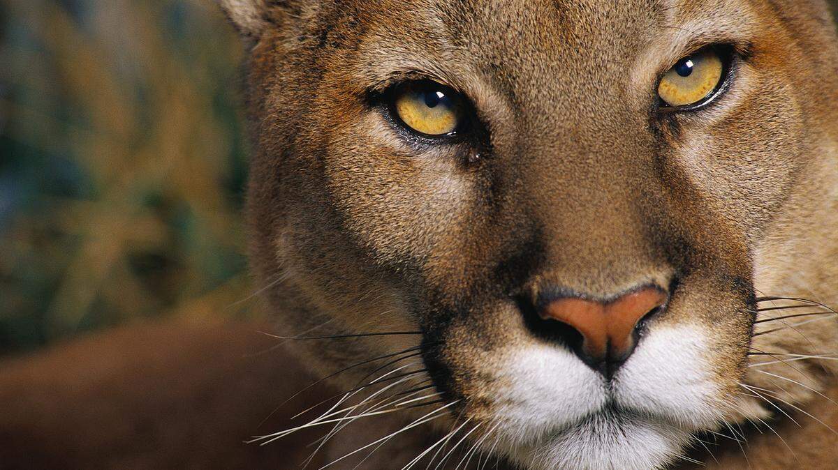 A mountain lion, not the one pictured here, attacked a 14-year-old girl and her dog in Reno, Nevada, state wildlife officials say.