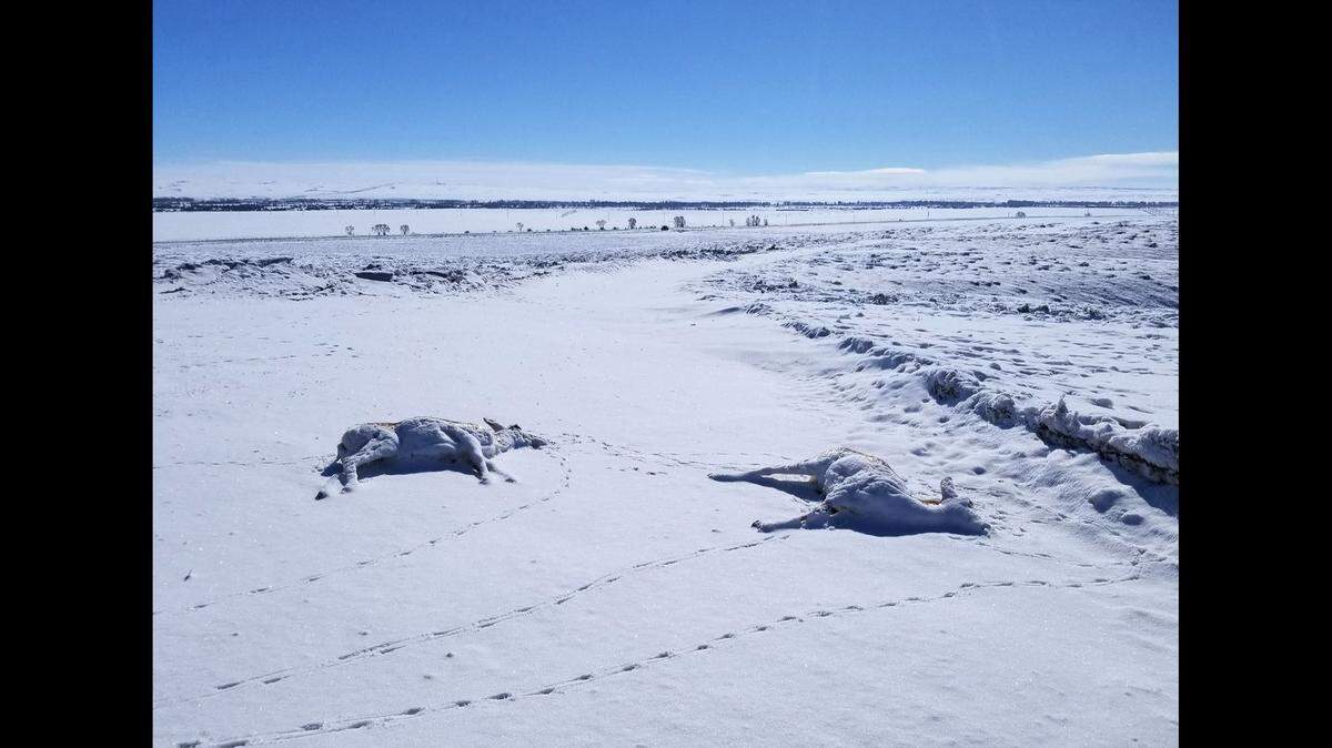 Hundreds of pronghorn suddenly died in western Wyoming, and wildlife officials are looking into the situation.