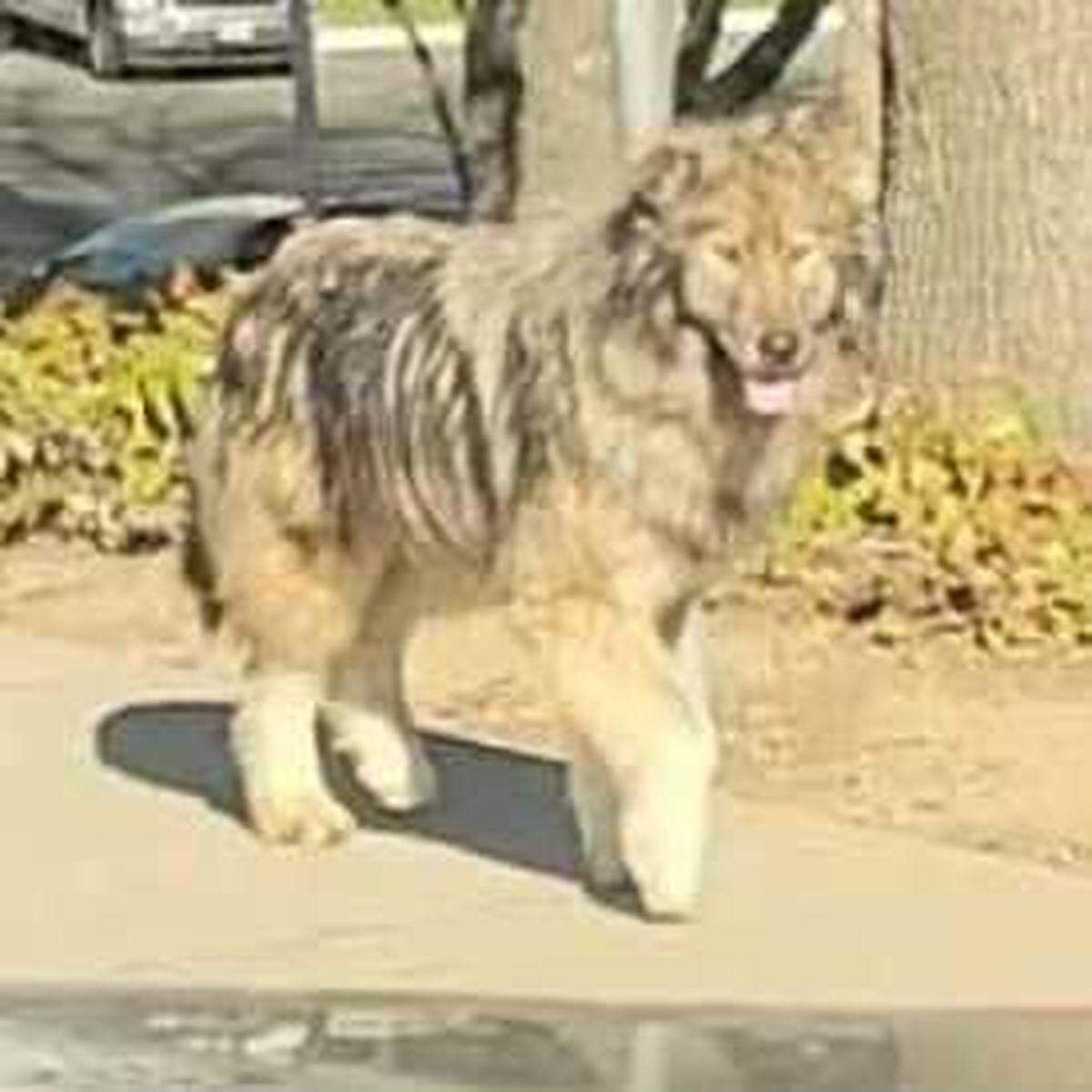 A suspected wolf-dog hybrid is seen roaming a South Natomas office park across Garden Highway from Discovery Park on Tuesday, Jan. 14, 2025. Animal control officials say two remain on the loose after three were captured following biting incidents.