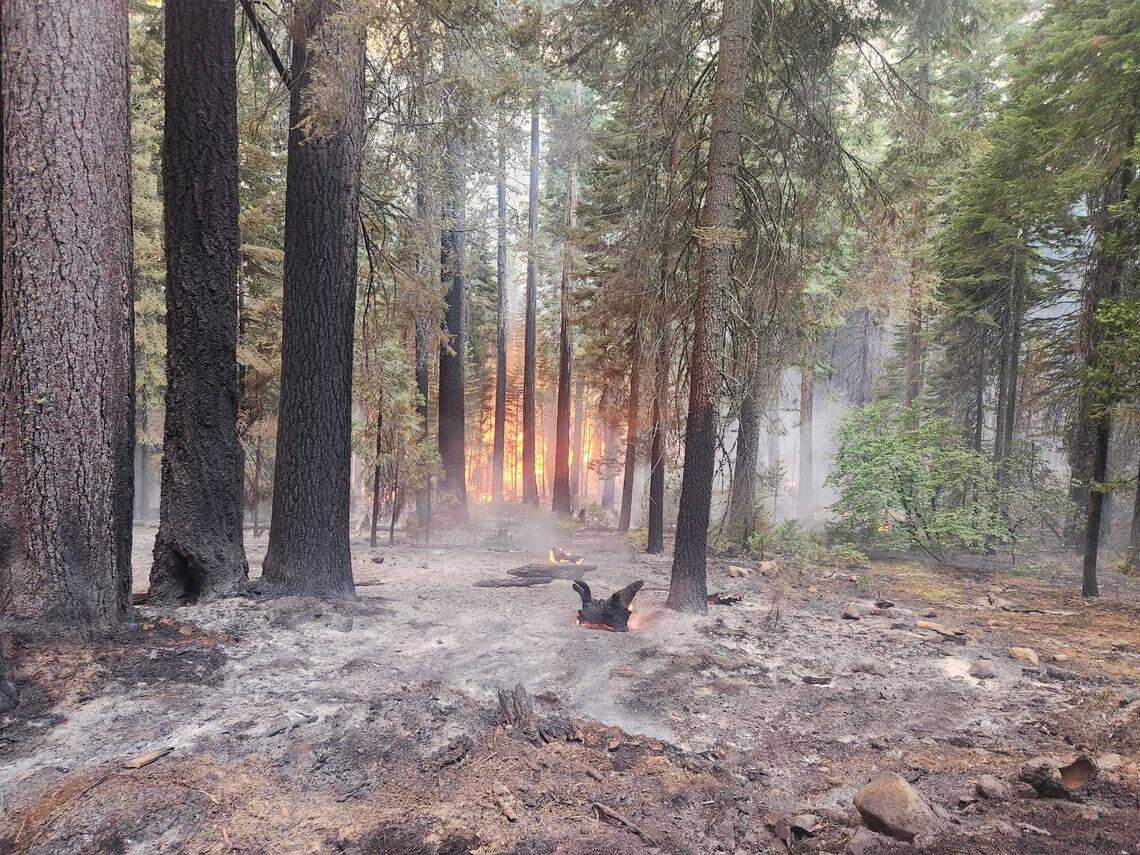 Charred vegetation remained in the aftermath of the Park Fire which has burned in Butte and Tehama counties in Northern California.