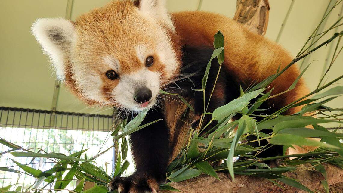 Rusty, the red panda famous for escaping the National Zoo, has died.