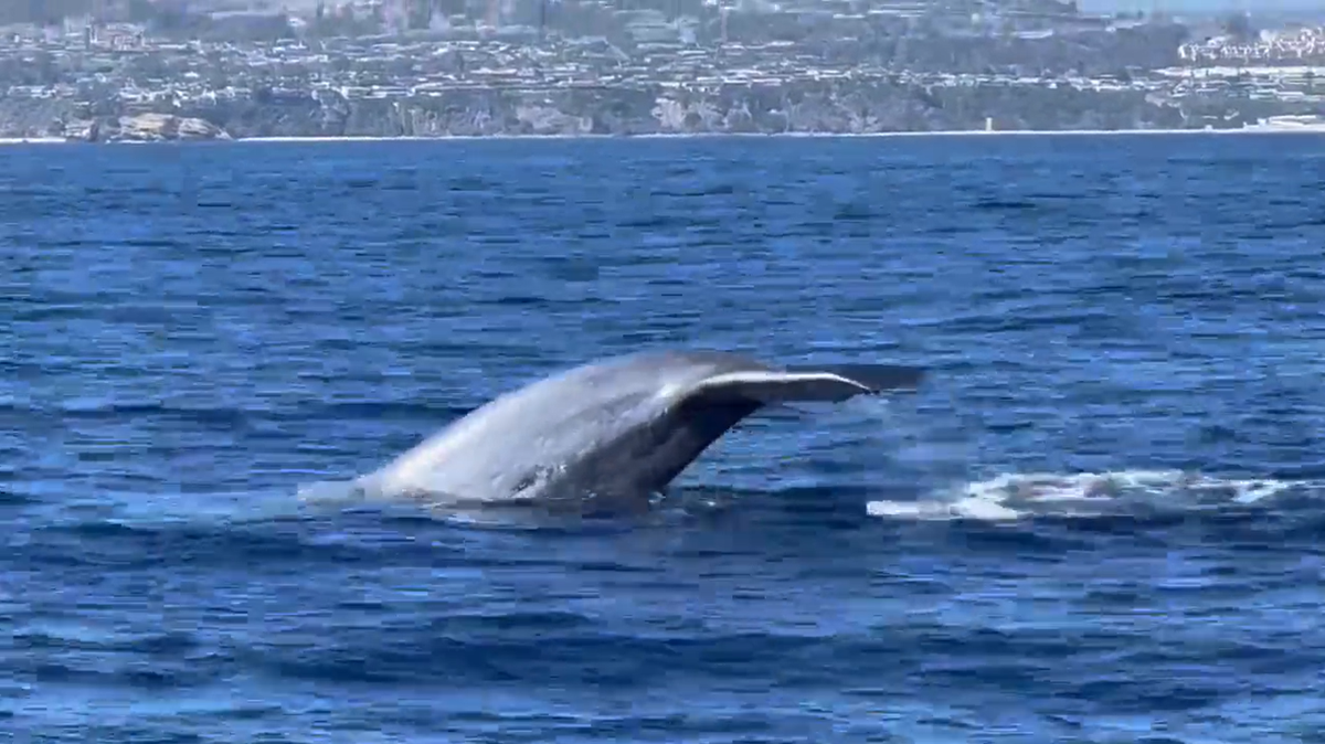 The largest creatures on earth were spotted swimming off California’s coast recently, and onlookers couldn’t contain their excitement.