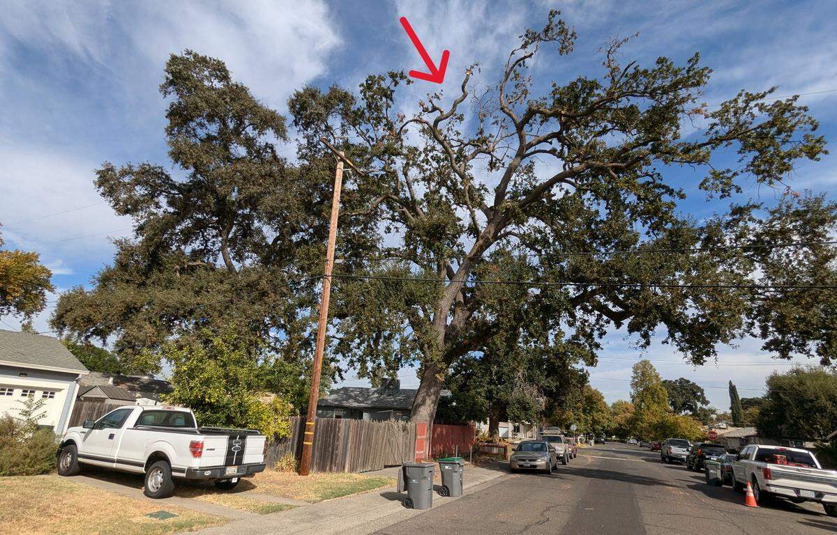 A valley oak in West Sacramento infested with Mediterranean oak borers. The dead top branches indicated by the red arrow are a sign of the beetles’ presence.