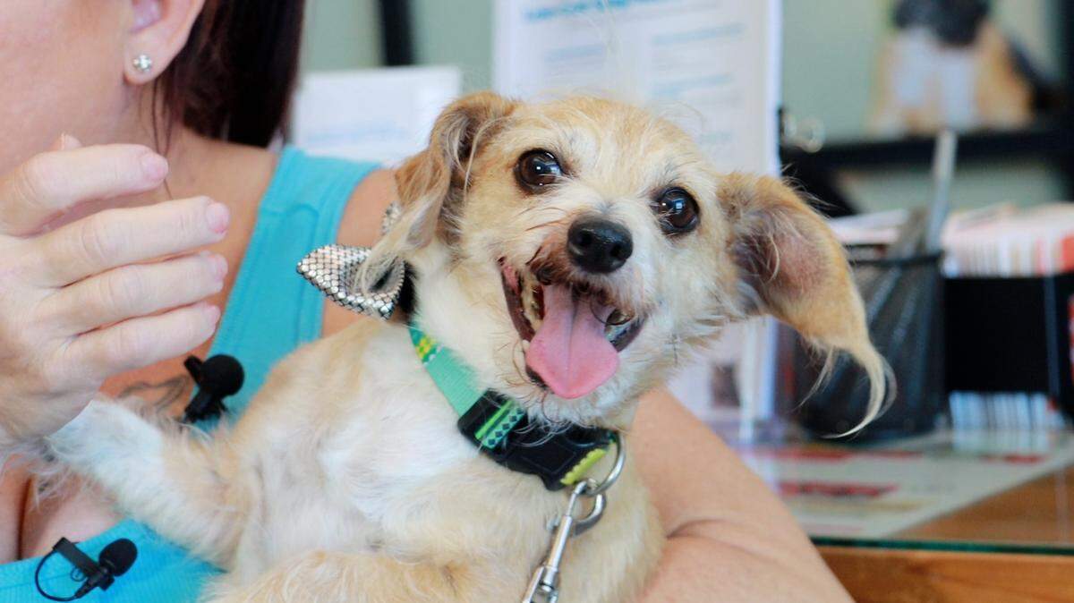 A dog who wandered from his Nevada yard was found 335 miles away in California, according to a nonprofit. 