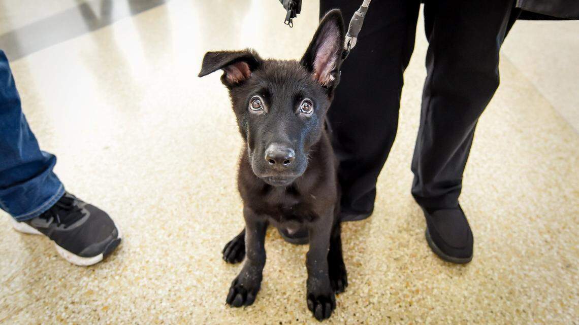 A puppy who was abandoned at a California airport got a home just in time for the holidays.