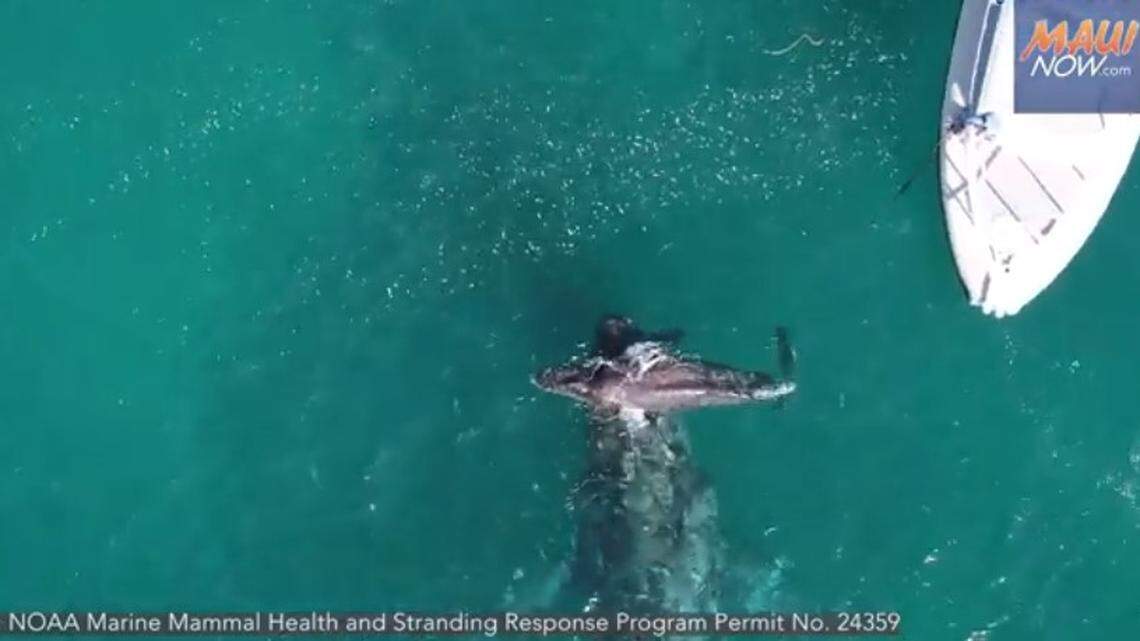 An injured humpback whale calf near Hawaii may have been hit by a passing ship, experts say. They are tracking the baby whale’s health.