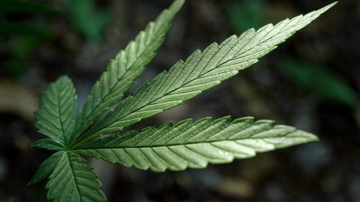 The Electronic Frontier Foundation and Asian American Liberation Network are suing Sacramento and the Sacramento Municipal Utility District, alleging the agencies carried out discriminatory enforcement of a local marijuana cultivation ordinance.
