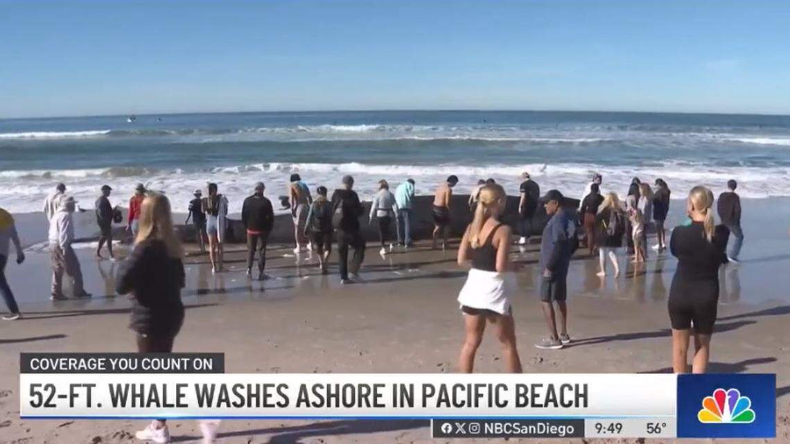 A 52-foot fin whale, an endangered species, was found dead on a San Diego beach, California officials say.