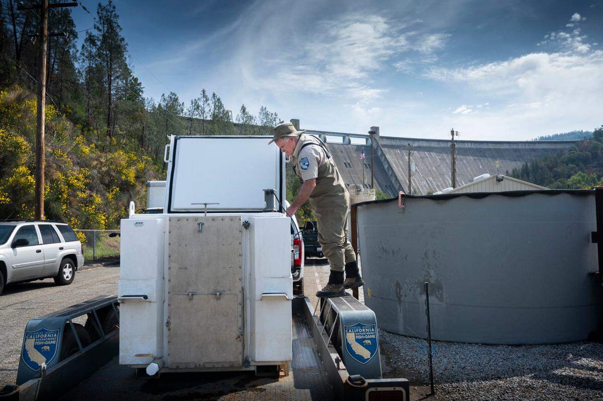 Doug Killam, an environmental scientist with the California Department of Fish and Wildlife, checks a tank that is used to transport fish April 25, at the Livingston Stone National Fish Hatchery at the Shasta Dam. Killam was helping reintroduce adult salmon through the Battle Creek Salmon and Steelhead Restoration Project, that will restore and provide access to approximately 42 miles of prime salmon and steelhead habitat on Battle Creek.