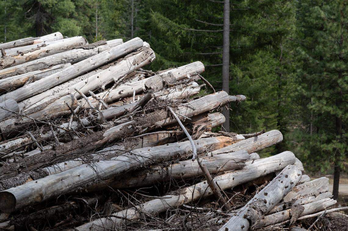 A 20-feet pile of timber and debris from the Dixie Fire stands in a fuel break near forested land near Mineral. The Resource Conservation District of Tehama County had hoped to receive federal funding to clear the pile, and remove vegetation in the nearby forest, to reduce wildfire risk. The funding was effectively killed in March.