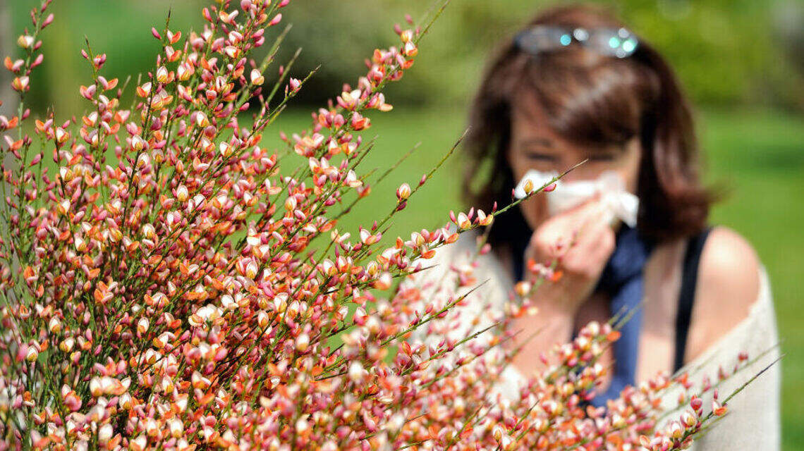 Why Allergies Are Making Your Family Miserable Right Now and What To Do Before It Gets Worse
