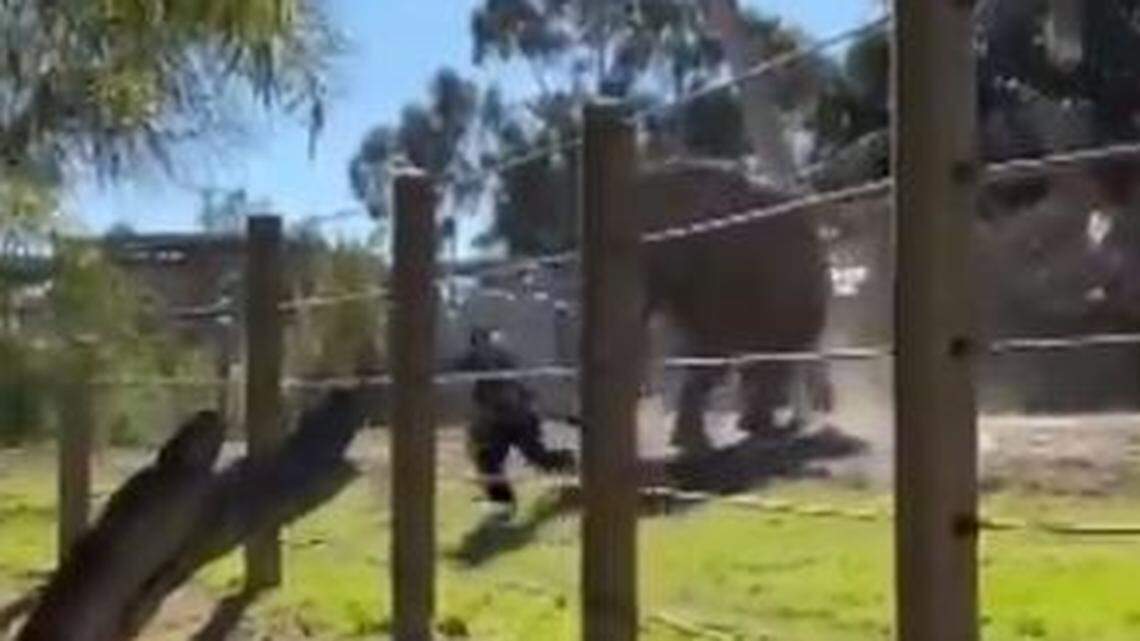 A 25-year-old man was sentenced to four years of formal probation after video showed him in an elephant enclosure at the San Diego Zoo.
