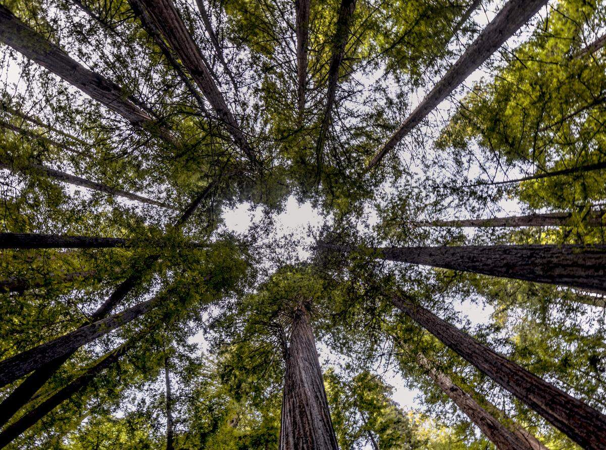Prairie Creek Redwoods State Park.