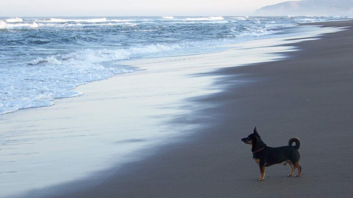 I was happy living alone. Then, Buddy came into my life. How could I not love him? | Opinion