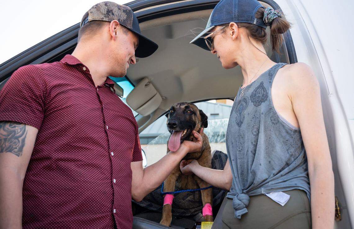 Eva, a young Belgian Malinois dog that was wounded fighting a mountain lion in rural Trinity County, is released to go home with Erin Wilson, right, and Connor Kenny on Thursday after being cared for at the VCA Asher animal hospital in Redding. Wilson said Eva saved her life after a mountain lion clawed her shoulder while they were walking along the Trinity River on Monday.
