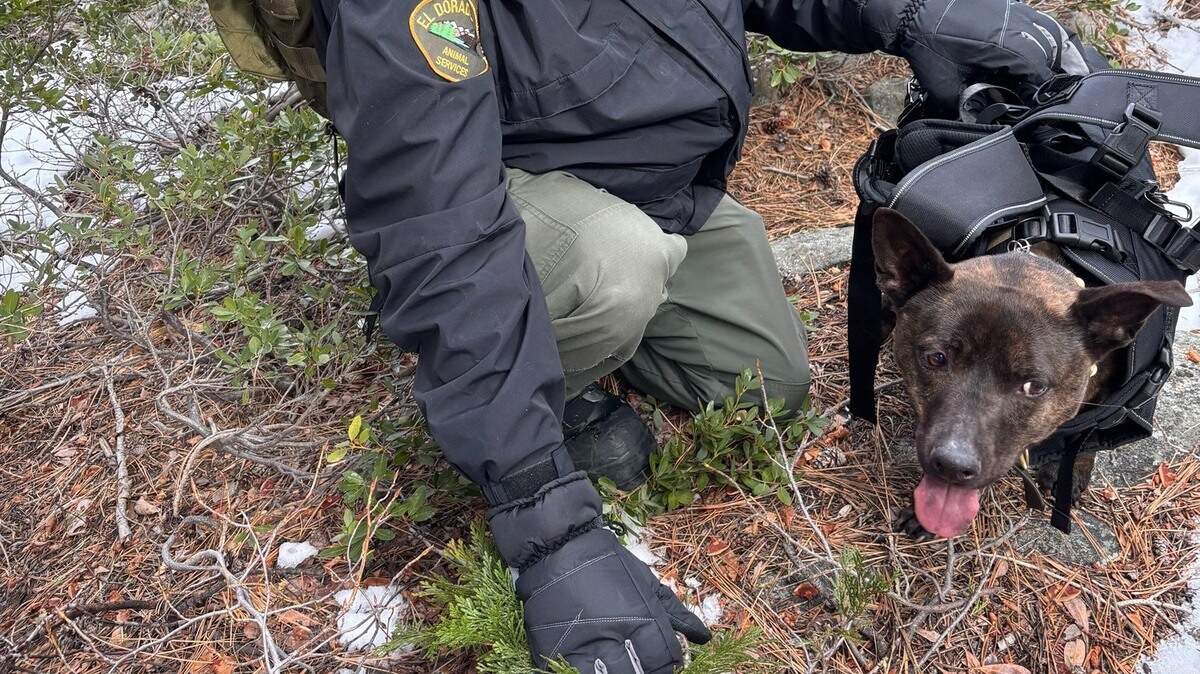 Moscow the dog was recused by the El Dorado County Sheriff’s Office over the weekend after it fell more than 200 feet down a waterfall, authorities said.