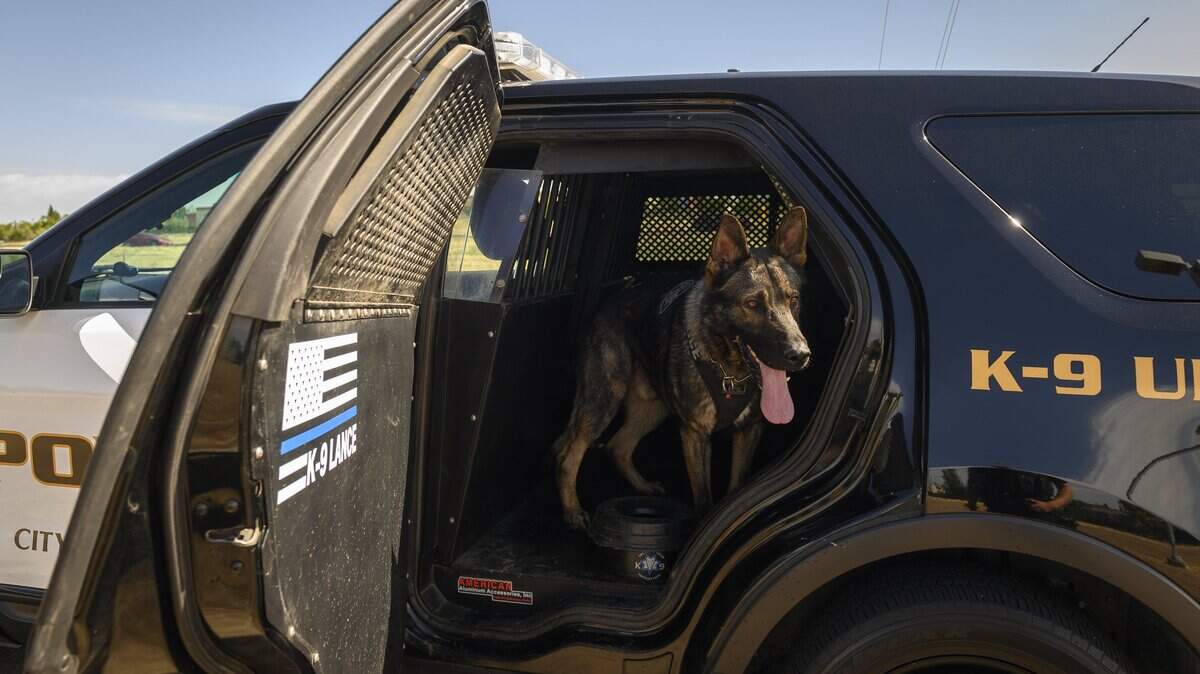 Roseville Police Department K-9 Lance sits in the back of Officer Gregg Cole’s police car on Sunday, June 9, 2019, in Roseville.