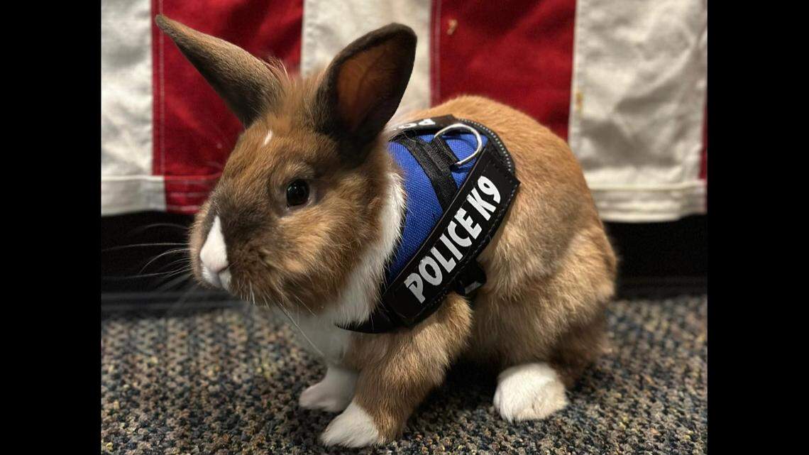 The Yuba City Police Department put some of its $1,328 from the state’s $50 million in the 2022 budget for officer wellness programs toward an “emotional support service animal,” an adopted bunny named Officer Percy.