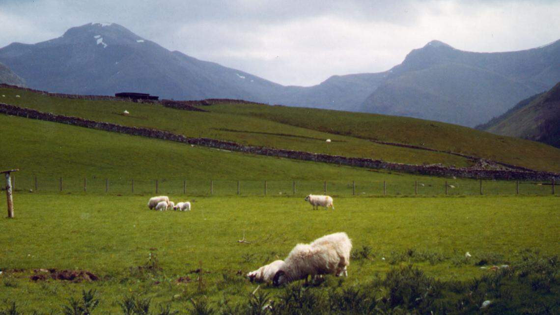 Sheep graze at the base of Ben Nevis in Scotland, in this May 2000 photo. (AP Photo/Lisa Marie Pane)