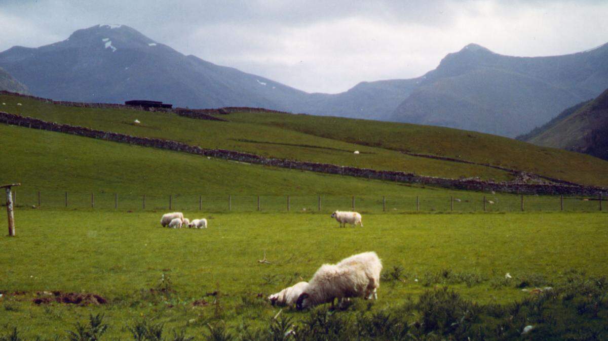 Sheep graze at the base of Ben Nevis in Scotland, in this May 2000 photo. (AP Photo/Lisa Marie Pane)