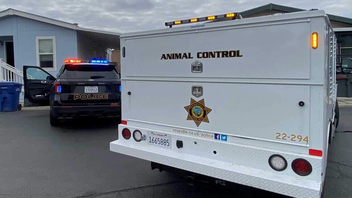 Roseville woman faces animal cruelty charges after dogs rescued from homes