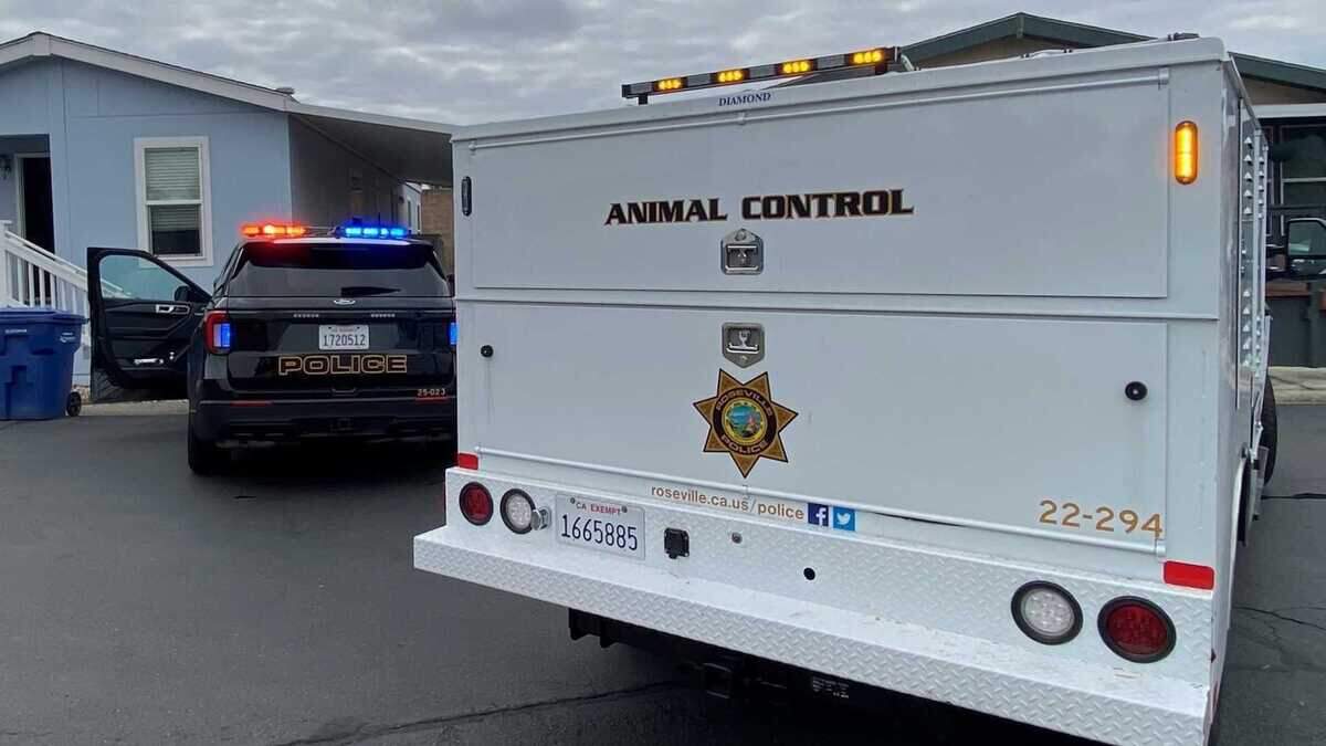 Roseville Police Department vehicles are parked outside a residence on Oak Tree Drive in Roseville on May 22. Officers responded to reports of four abandoned and malnourished dogs at the property, leading to the arrest of a 43-year-old woman on animal cruelty charges.