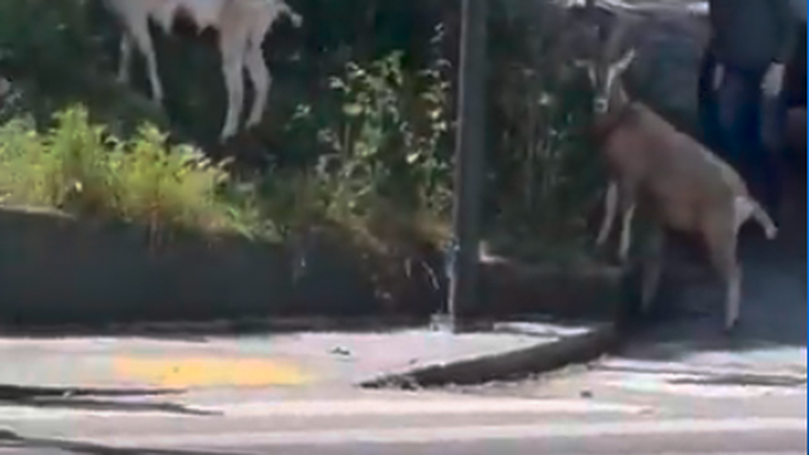 A herd of goats clearing weeds in San Francisco escaped through the city, stopping traffic and leaving a trail of poop, officials say.