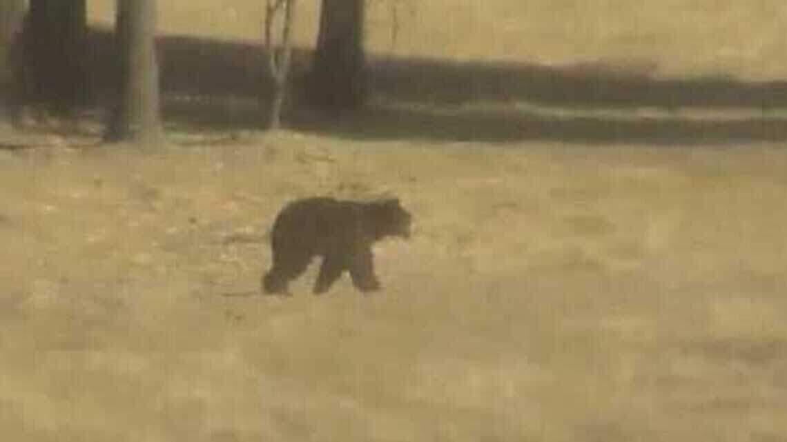 Bears keep turning up across Placer County. Here's what to know