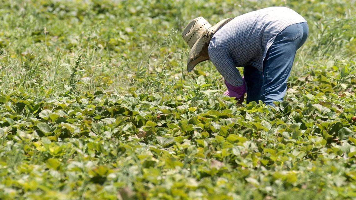 Farming, ranching industries to get financial aid amid coronavirus pandemic