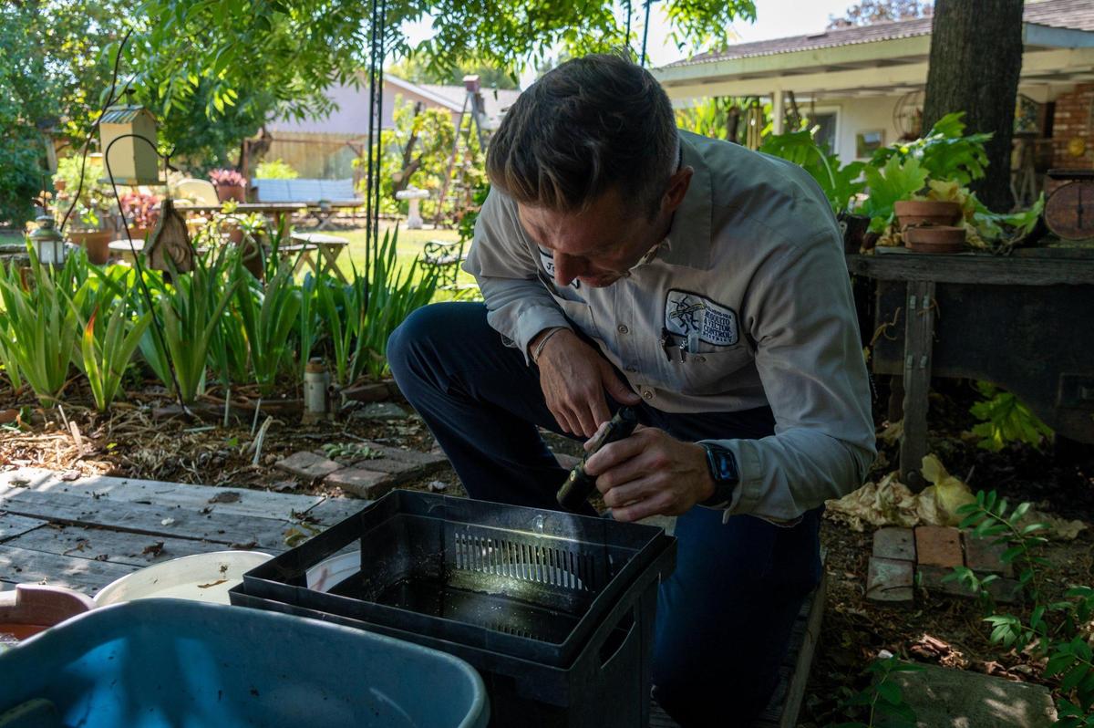 John Snell of the Sacramento-Yolo Mosquito and Vector Control District checks for mosquitoes in buckets he set up as traps with standing water in the backyard of an Elk Grove home on July 14. Mosquitoes breed in standing water in flower pots and other containers around a home.