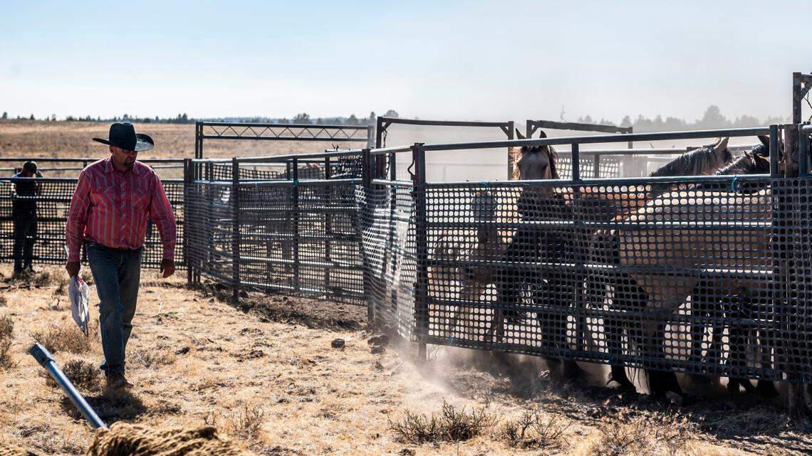 In Devil’s Garden, California’s majestic wild horses trapped in no-win fight for survival