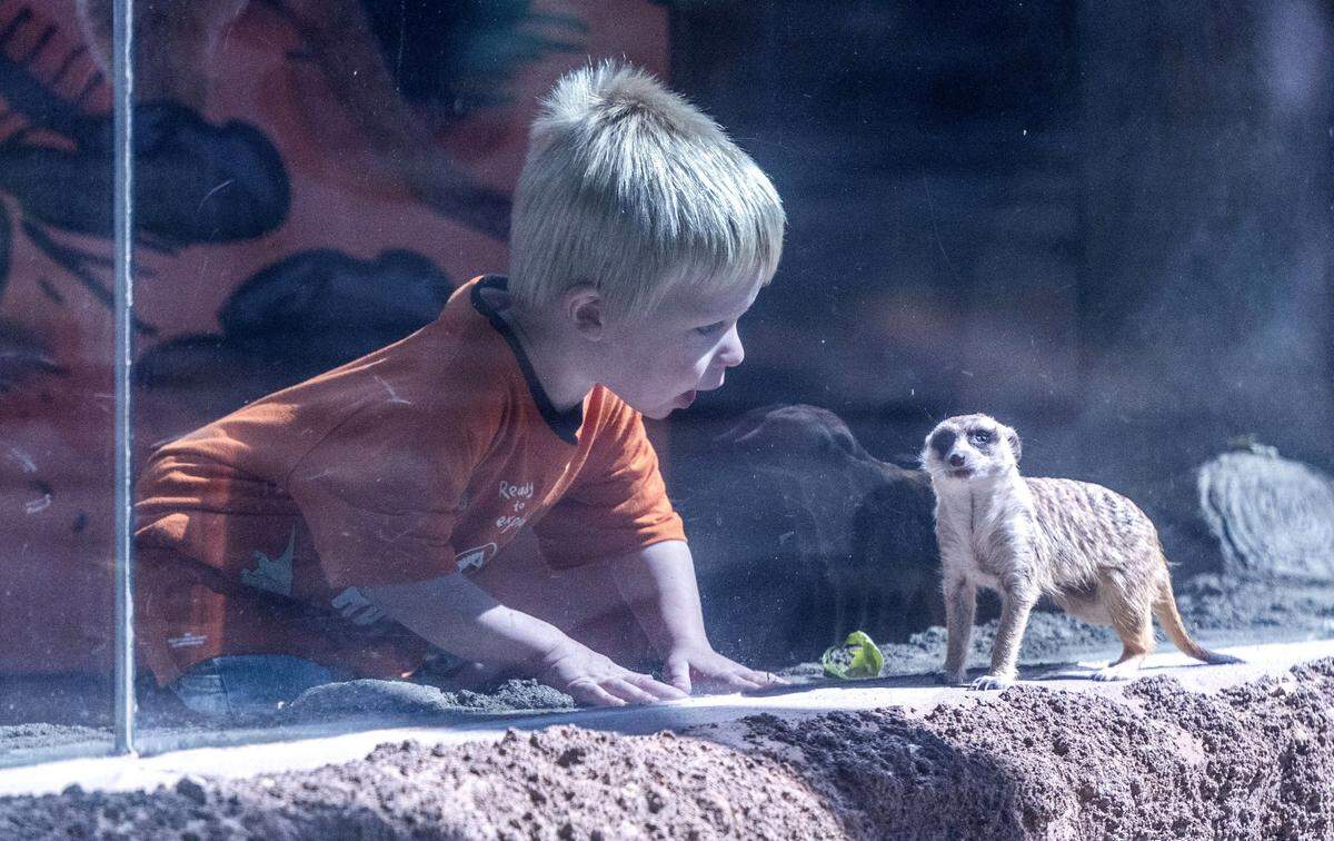 Two-year-old Denver Berntson, visiting the Sacramento Zoo with his family, gets a close look at a meerkat on Wednesday, May 8, 2024.