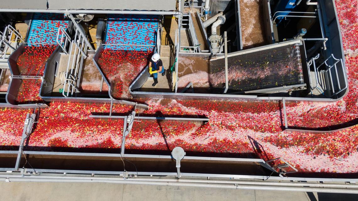 Ana Calderon of Maxwell pulls debris with a tool from the processing line at Morning Star tomato processing facility in Williams on Aug. 8.