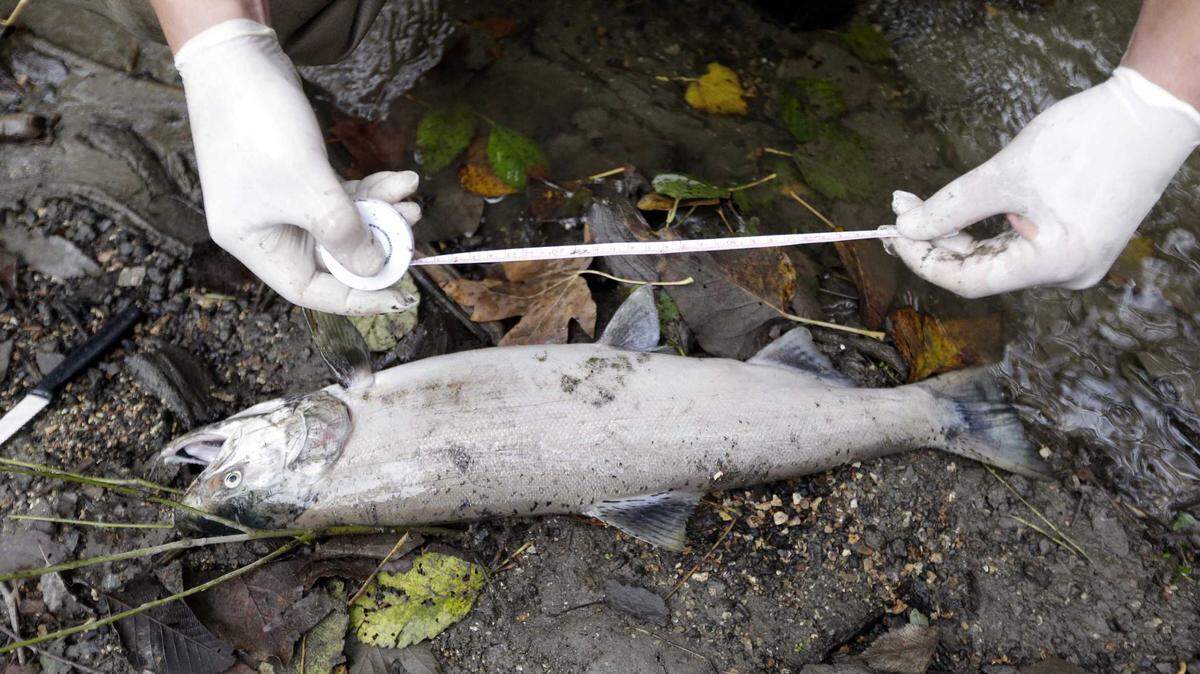A researcher measures a dead coho found in Seattle’s Longfellow Creek in 2014. More than a decade ago, researchers began noticing that adult coho were dying before returning to spawn in urban creeks in Seattle. Scientists have tied a widely used but toxic antioxidant used on car tires to deaths of coho salmon with implications for California fish, newly released research shows.