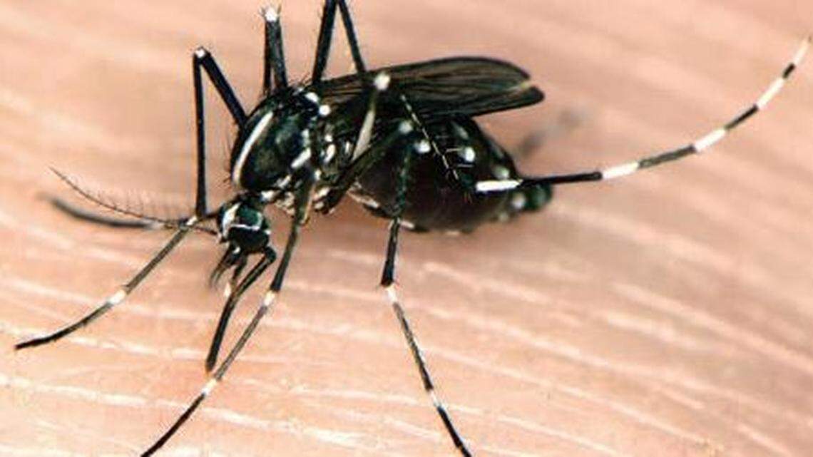An Aedes albopictus, or Asian tiger mosquito, seen in an undated photo.