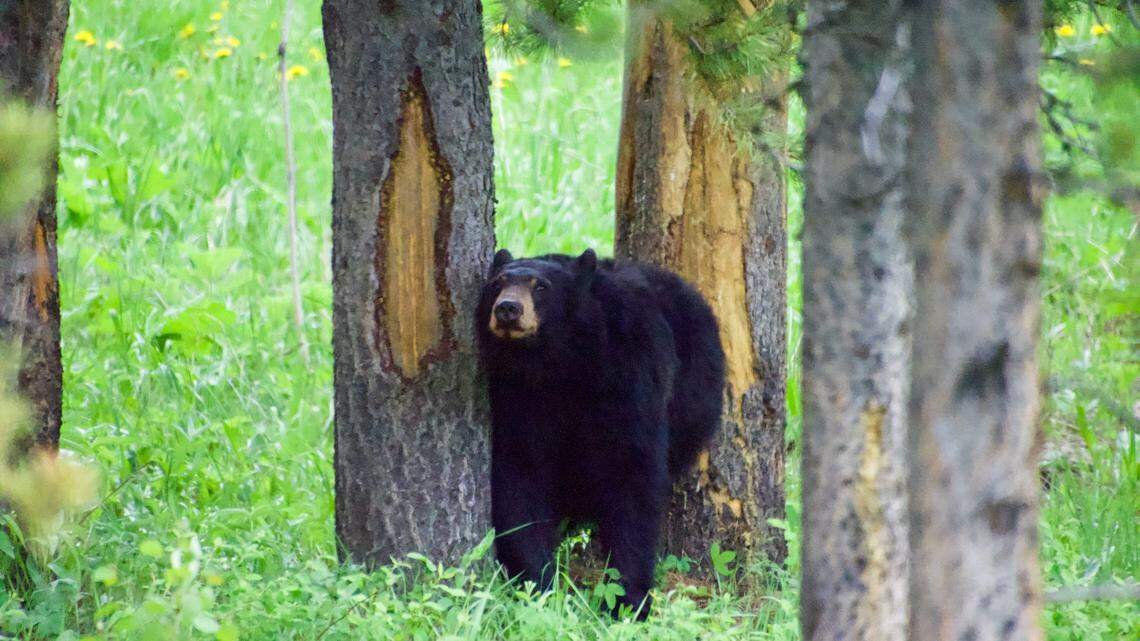 Bears are active this time of year, so officials placed signs warning hikers of bear activity on a trail in southeast Arizona. But the bears had other ideas.