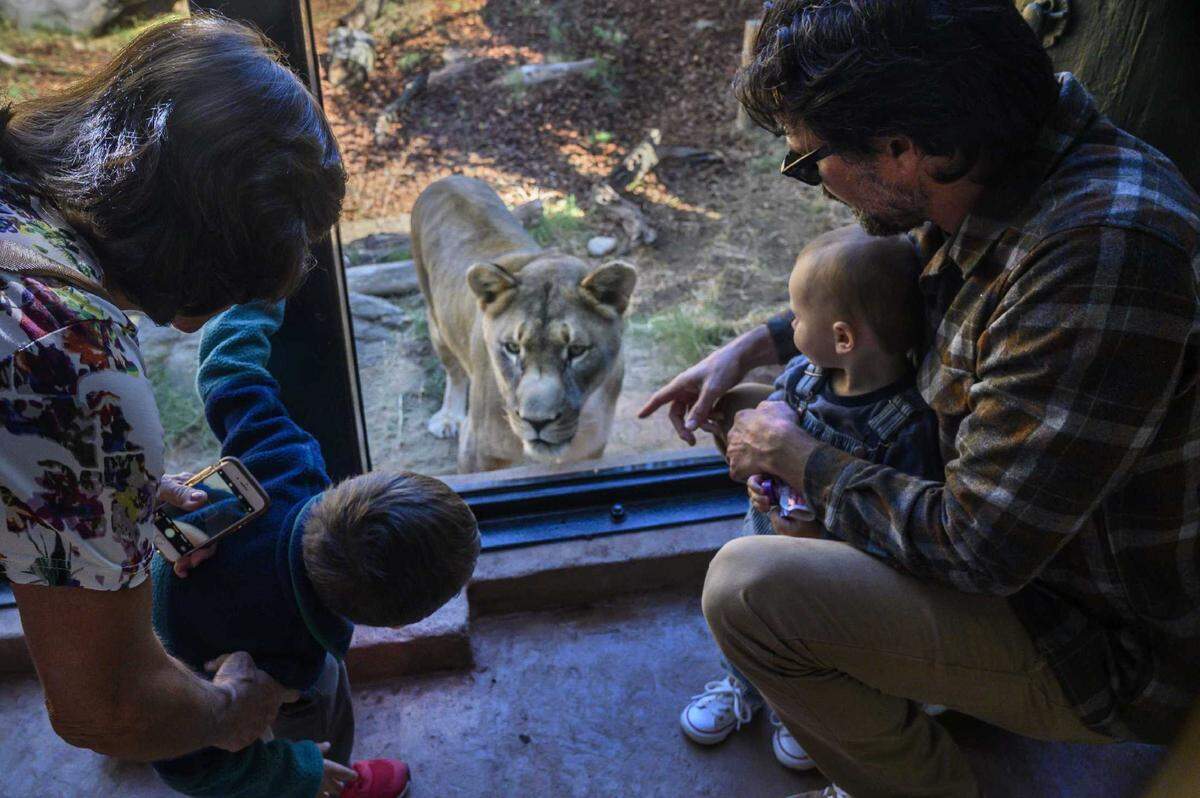 Parents and children get a closer look at Cleo, one of two resident lions at the Sacramento Zoo, in 2019. Cleo, who had been at the zoo since 2007, died at the age of 19 from advancing kidney disease, zoo officials announced on Tuesday, Oct. 15, 2024.