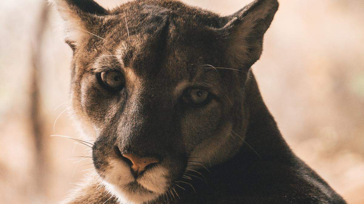 A mountain lion (not the one pictured) was spotted in Shannon County, Missouri, officials say.