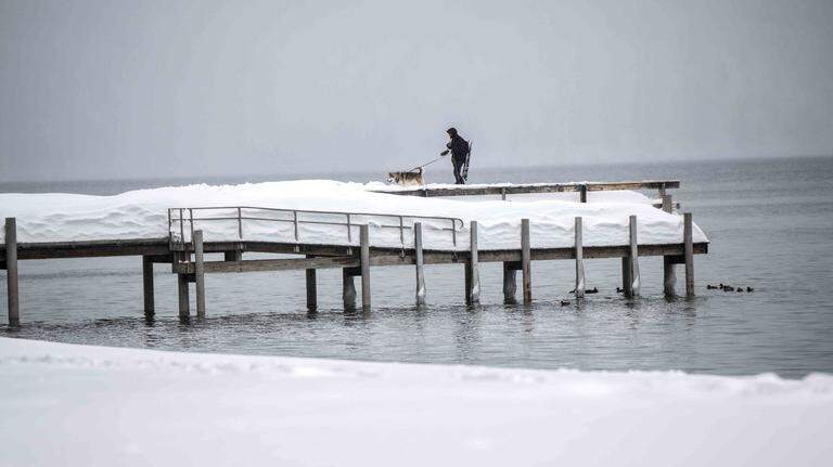 Dogs love powder: What Sacramento dog owners need to know about taking dogs to the snow