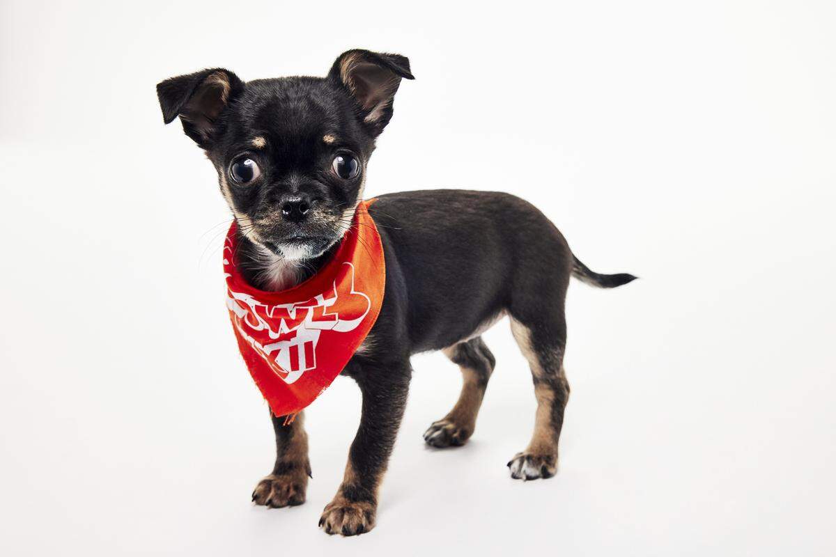 Daisy Labubu Gold Nugget, who was adopted out by Sacramento SPCA, will participate in the 2026 Puppy Bowl.