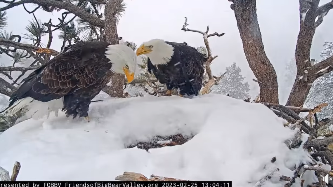 Jackie and Shadow have been incubating two eggs in a nest for over a month near Big Bear, California. These eggs likely won’t hatch, a nonprofit wildlife agency said.
