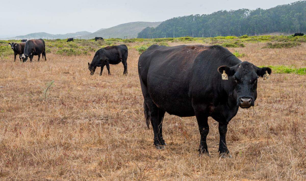 Cows graze at Point Reyes on Tuesday. Beef and dairy ranches have operated on the Marin County land since the 1800s.
