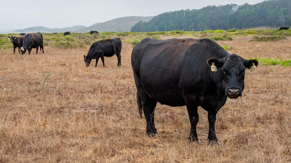 Is lab-grown meat worse for the environment than retail beef? What a California study shows